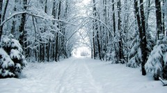 Nature snow Trees forests