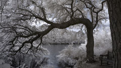 Nature snow Trees inter