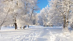 Nature snow Trees Landscapes