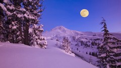 Nature snow Trees moon