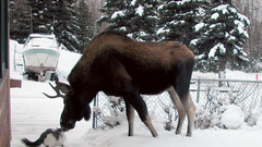 Nature snow Trees white