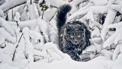 Nature snow winter Animals black and white cats Plants outdoors 