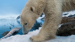 Nature snow winter Animals Bones Whales Polar Bears