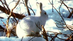 Nature snow winter Animals branches Arctic Bunnies