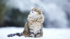 Nature snow winter Animals cats blurred background looking up