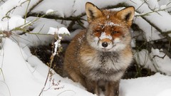 Nature snow winter Animals cold foxes