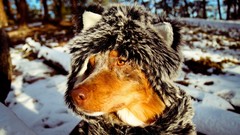 Nature snow winter Animals Dogs funny friend scarfs