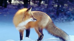 Nature snow winter Animals foxes