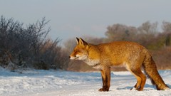 Nature snow winter Animals foxes