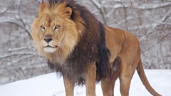 Nature snow winter Animals Lions