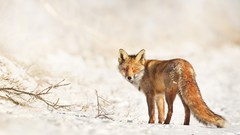 Nature snow winter Animals outdoors foxes