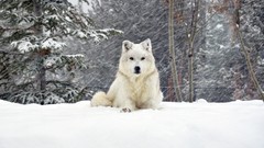Nature snow winter Animals Wolves blizzard