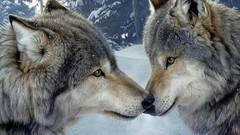 Nature snow winter Animals Wolves forests lobos
