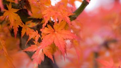 Nature snow winter autumn Japan Garden