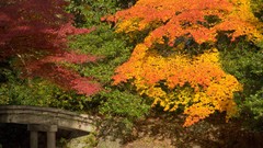 Nature snow winter autumn Japan Garden
