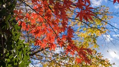 Nature snow winter autumn Japan Garden