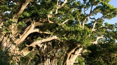 Nature snow winter autumn Japan Garden