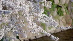 Nature snow winter autumn Japan Garden