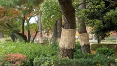 Nature snow winter autumn Japan Garden