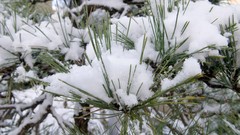 Nature snow winter autumn Japan Garden