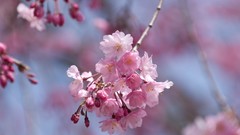 Nature snow winter autumn Japan Garden