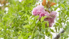 Nature snow winter autumn Japan Garden