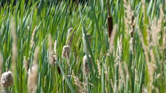Nature snow winter autumn Japan Garden