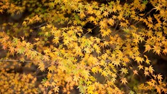 Nature snow winter autumn Japan Garden