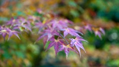Nature snow winter autumn Japan Garden