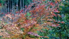 Nature snow winter autumn Japan Garden