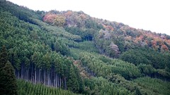 Nature snow winter autumn Japan Garden