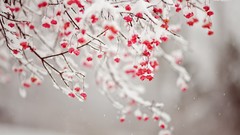 Nature snow winter branches Berries depth of field