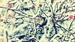 Nature snow winter branches Berries frost