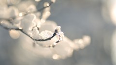 Nature snow winter branches close-up Frozen