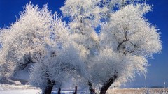 Nature snow winter China snow landscapes
