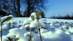 Nature snow winter cold white Plants Denmark