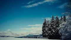 Nature snow winter Evergreen