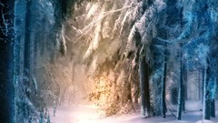 Nature snow winter forests