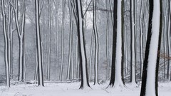 Nature snow winter forests The Netherlands Gelderland