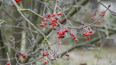 Nature snow winter ice