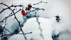 Nature snow winter ice Berries