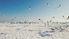 Nature snow winter ice Birds Arctic