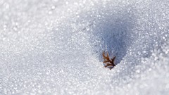 Nature snow winter igor