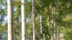 Nature snow winter Japan Garden