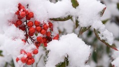 Nature snow winter Japan Garden