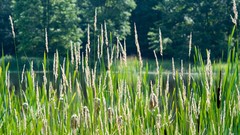 Nature snow winter Japan Garden