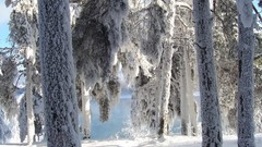 Nature snow winter skies