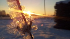 Nature snow winter sun