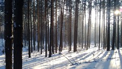 Nature snow winter sunlight forests