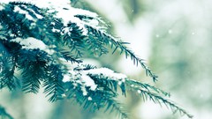 Nature snow winter vintage